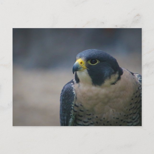 Falken Postkarte (Vorderseite)