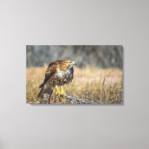 Falkenhaut Leinwanddruck