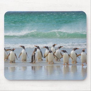 Falkland-Inseln. Saunders-Insel. Gentoo Mousepad