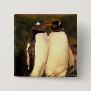 Falklandinseln. Gentoo-Pinguine. (Pyroscelis Button
