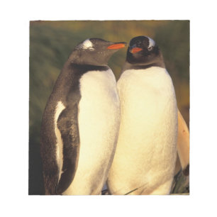 Falklandinseln. Gentoo-Pinguine. (Pyroscelis Notizblock