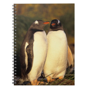Falklandinseln. Gentoo-Pinguine. (Pyroscelis Notizblock