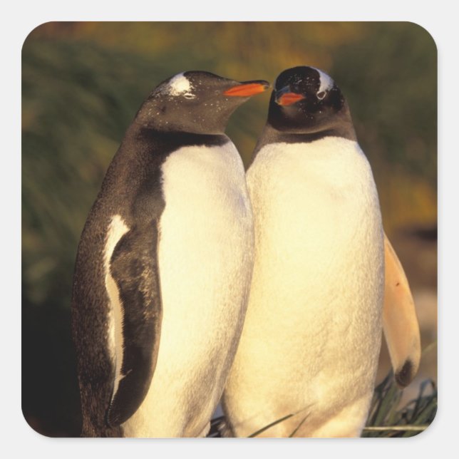 Falklandinseln Gentoo Pinguine. (Pyroscelis Quadratischer Aufkleber (Vorderseite)