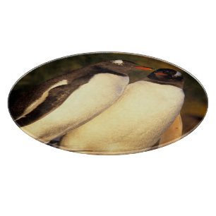 Falklandinseln. Gentoo-Pinguine. (Pyroscelis Schneidebrett
