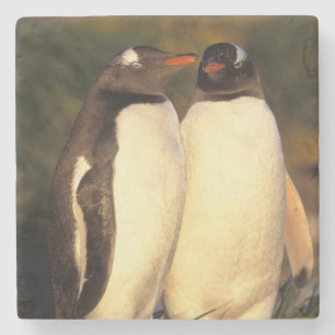 Falklandinseln. Gentoo-Pinguine. (Pyroscelis Steinuntersetzer