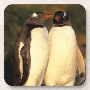 Falklandinseln. Gentoo-Pinguine. (Pyroscelis Untersetzer