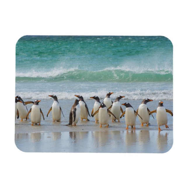 Falklandinseln. Saunders Island. Gentoo Magnet (Horizontal)