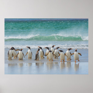 Falklandinseln. Saunders Island. Gentoo Poster