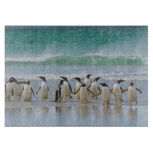 Falklandinseln. Saunders Island. Gentoo Schneidebrett