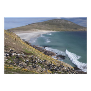 Falklandinseln, Westfalkland, Saunders Fotodruck
