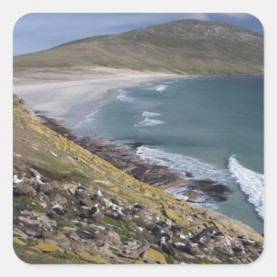 Falklandinseln, Westfalkland, Saunders Quadratischer Aufkleber