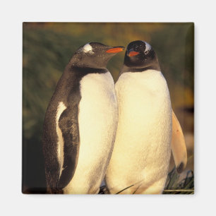 Falkländische Inseln. Gentoo Pinguine.  Magnet