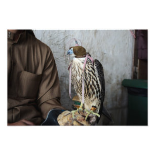 Falknereifalke-Fotodruck Fotodruck