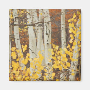 Fall Aspens Magnet