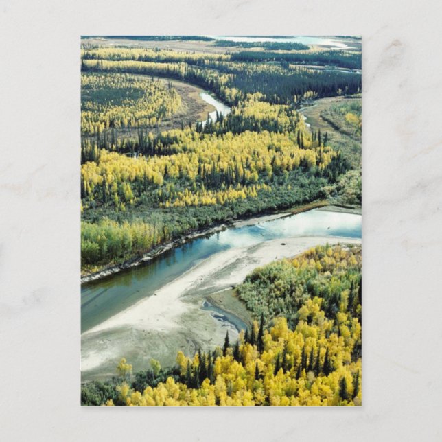 Fall auf die Yukon Flats National Wildlife Refugiu Postkarte (Vorderseite)