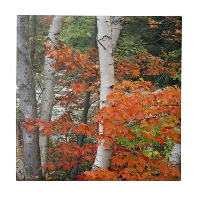 Fall Birch Trees Fliese (Vorderseite)