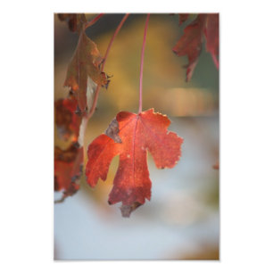 Fall-Blatt-nahe hohe Foto-Erweiterung Fotodruck