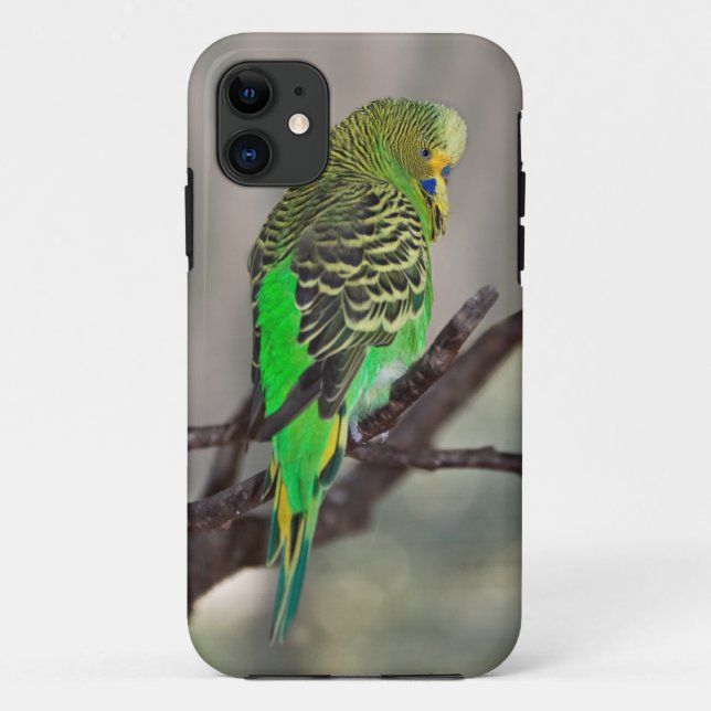 Fall Budgie iPhone 5 Case-Mate iPhone Hülle (Rückseite)