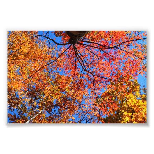 Fall Canopy Fotodruck (Vorne)