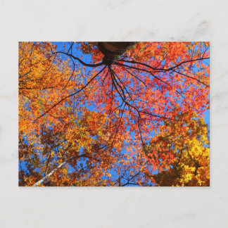 Fall Canopy Postkarte
