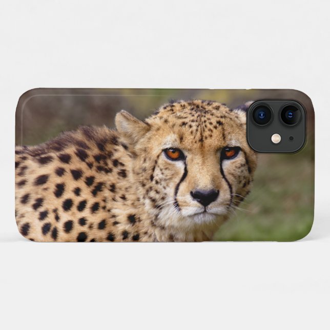 Fall Cheetah iPhone 11 Case-Mate iPhone Hülle (Rückseite (Horizontal))