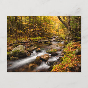 Fall Color Jefferson Brook   Weiße Berge Postkarte
