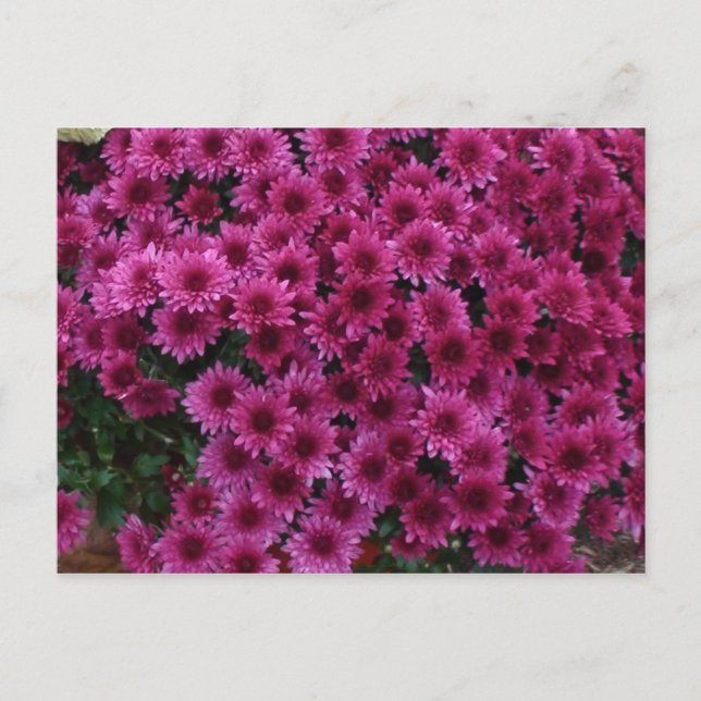 Fall Colors From Oak Park II. Postkarte (Vorderseite)