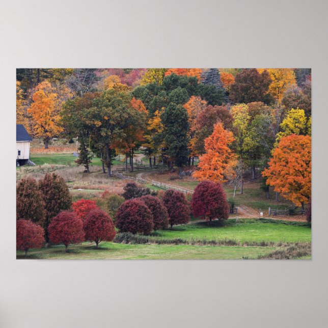 Fall Colors in Massachusetts  Poster (Vorne)