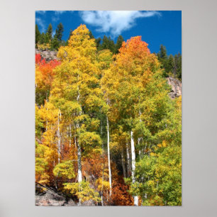 Fall Colors Poster