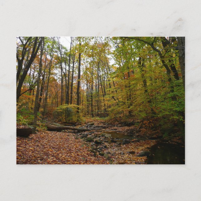 Fall Creek auf Laurel Hill Staat Park Pennsylvania Postkarte (Vorderseite)