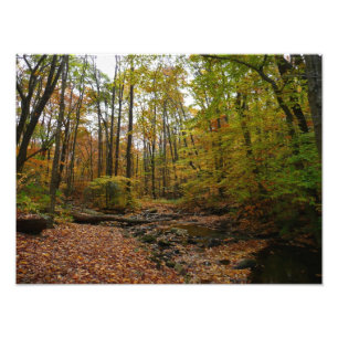 Fall Creek im Laurel Hill State Park Pennsylvania Fotodruck