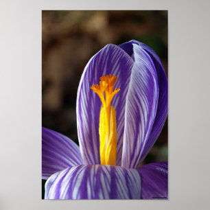 Fall Crocus - Poster