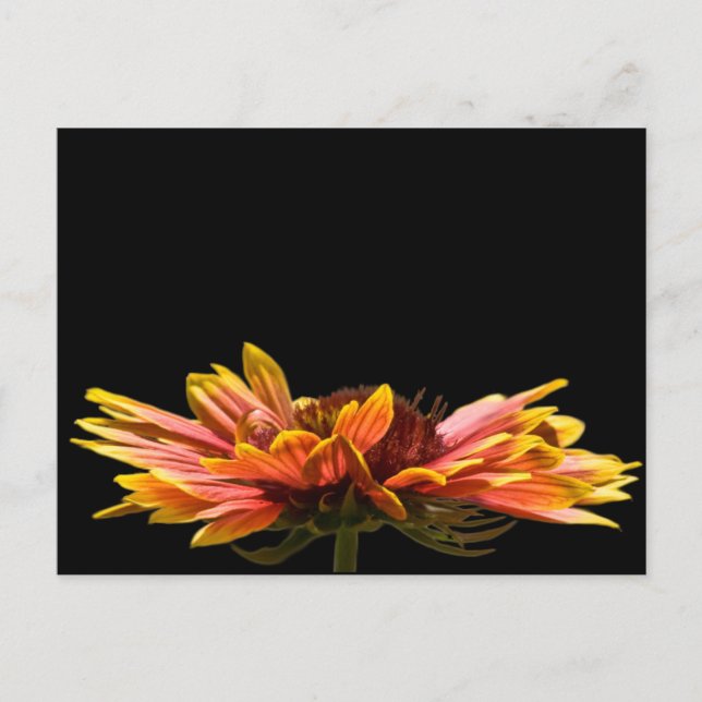 Fall Daisy Blume Postcard Postkarte (Vorderseite)