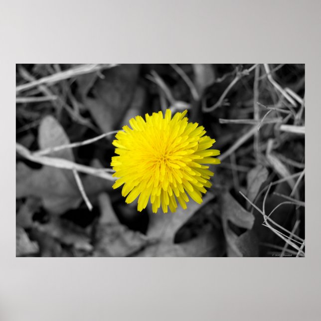 Fall Dandelion Poster (Vorne)