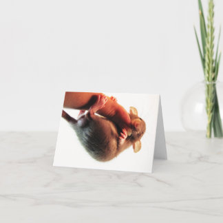 Fall dort in der Ratte Karte