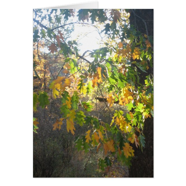 Fall-Farbe (Vorne)