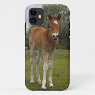 Fall Foal iPhone 5 title_seo2