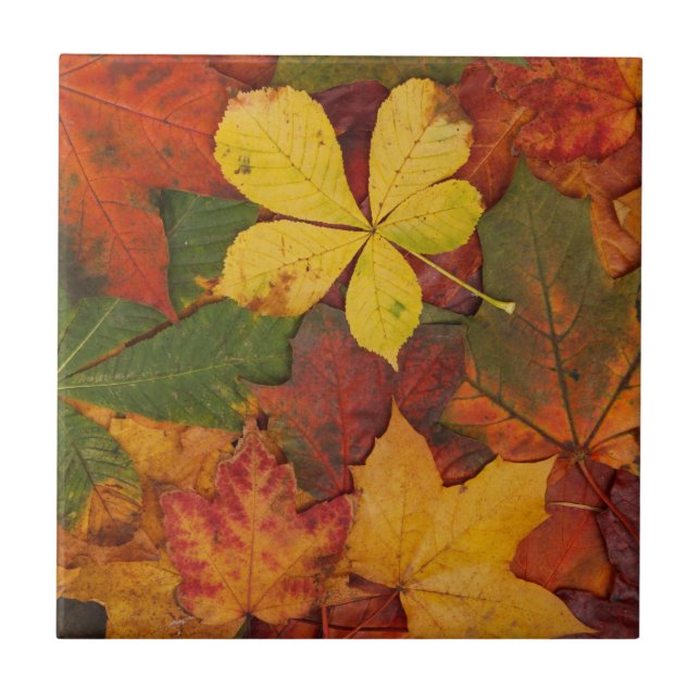 Fall Foliage Fliese (Vorderseite)