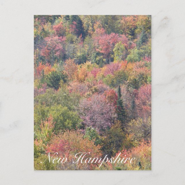 Fall Foliage, Franconia Notch Staat Park, NH Postkarte (Vorderseite)