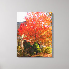 Fall Foliage in Oak Bluffs - Martha's Vineyard Leinwanddruck