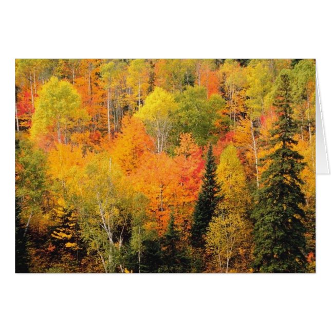 Fall Foliage Valley (Devant horizontal)