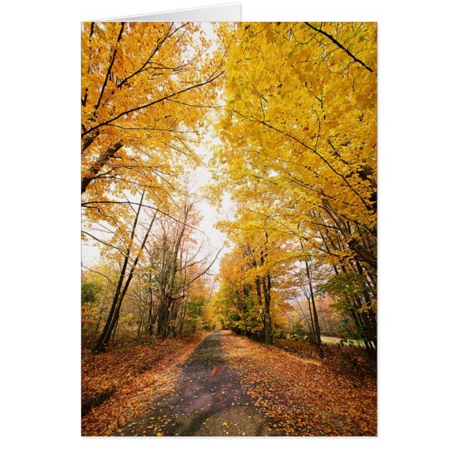 Fall Foliage Walking Path (Vorne)