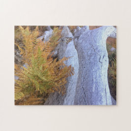 Fall Forest