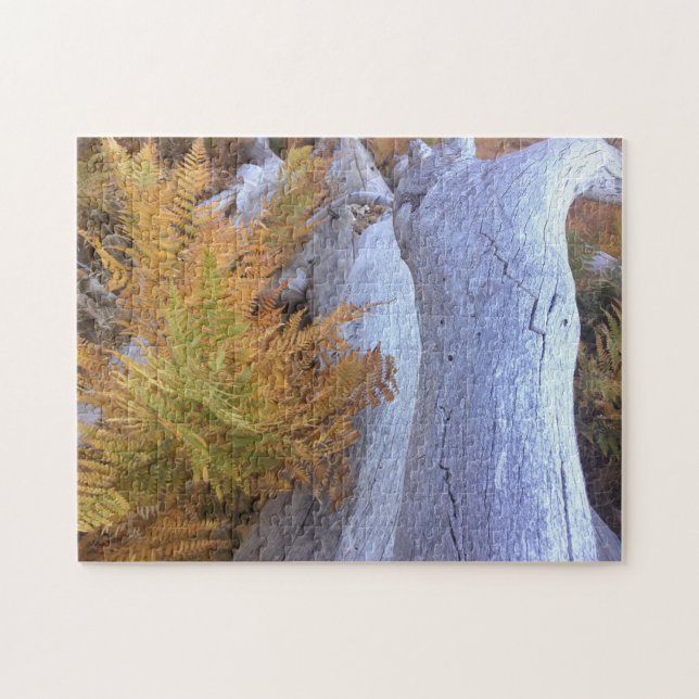 Fall Forest (Horizontal)