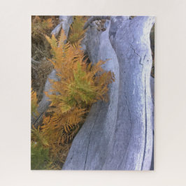 Fall Forest Brackens