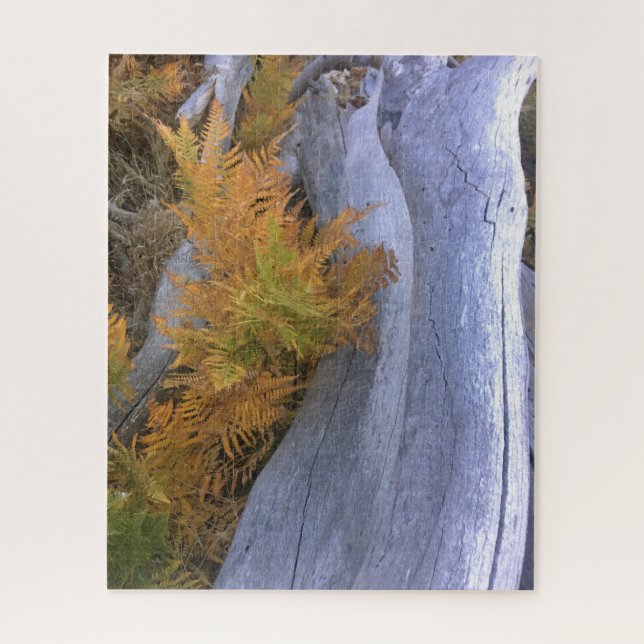 Fall Forest Brackens (Vertikal)