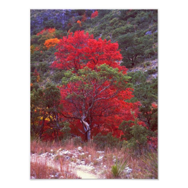 Fall Fotodruck (Vorne)