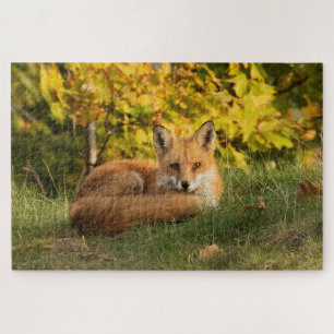 Fall Fox