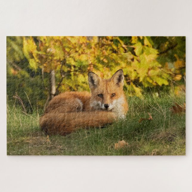Fall Fox (Horizontal)