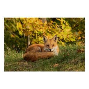 Fall Fox Poster